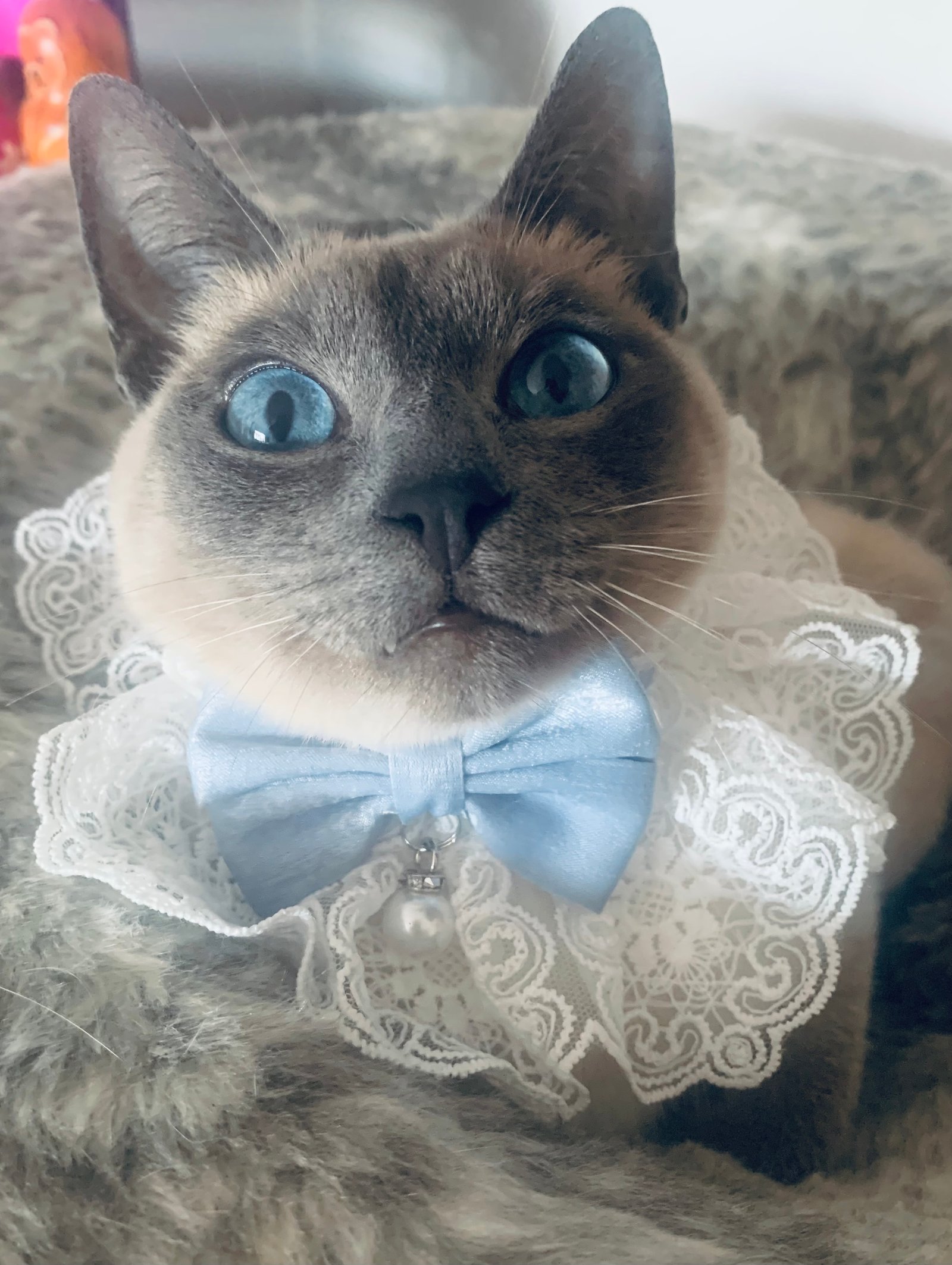Blue point pedigree cat portrait
