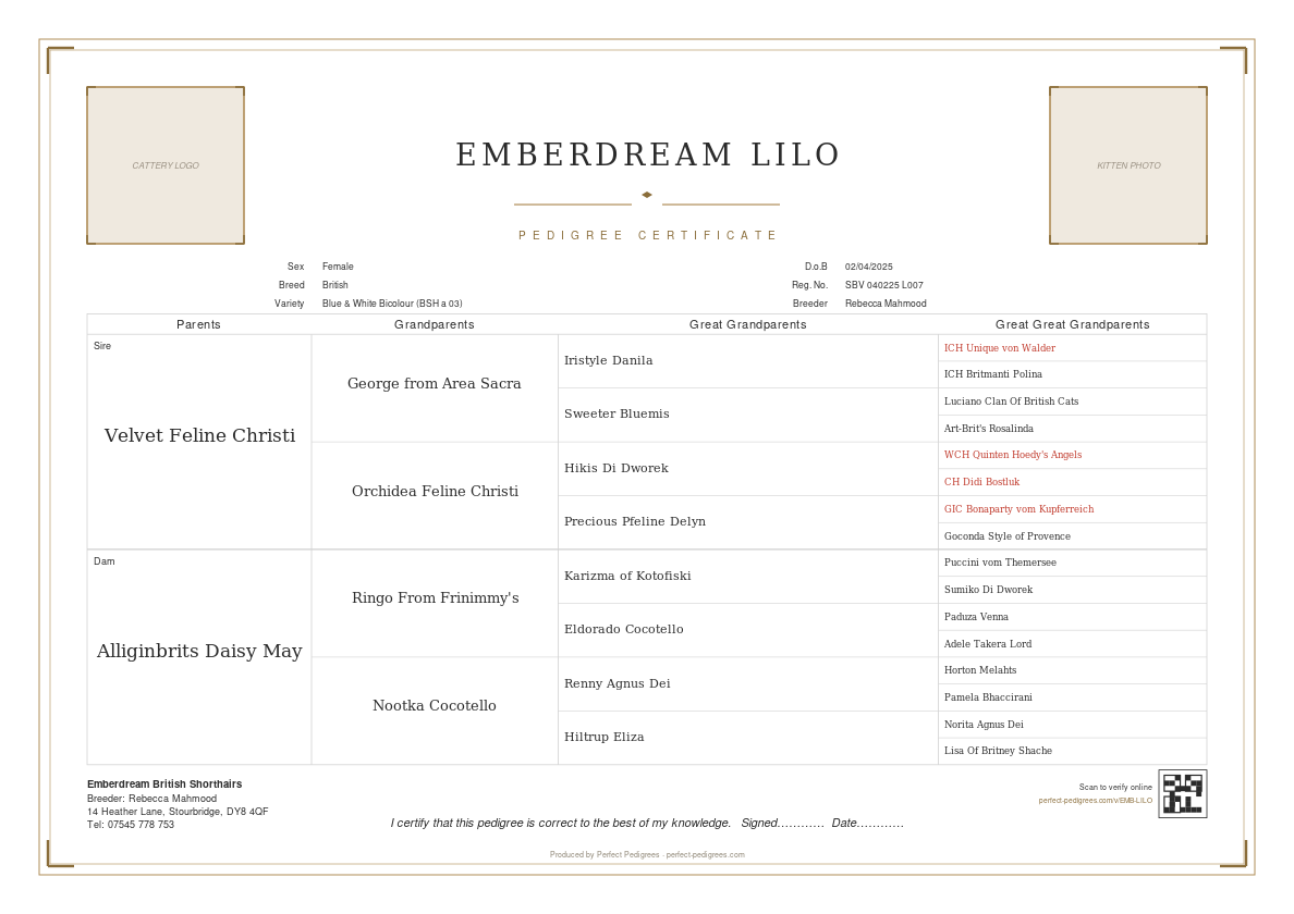 Deco Lines pedigree certificate design